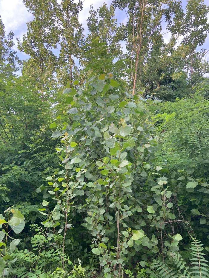 1657854329379583.jpg 3.jpg